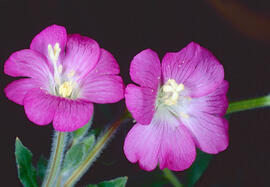Herba de Sant Antoni ("Epilobium hirsutum")