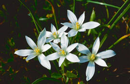 Llet d'ocell ("Ornithogalum divergens")