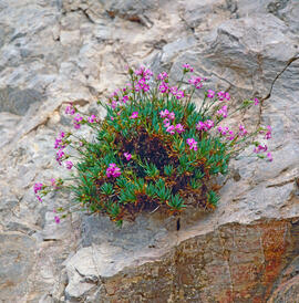 Clavell ("Dianthus rupicola")