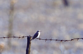 Picamosques ("Muscicapa striata")
