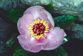 Peònia ("Paeonia mascula")