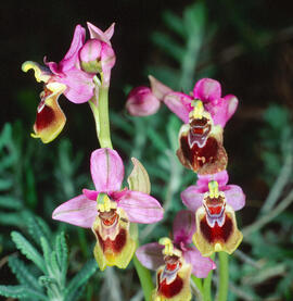 Abellera vermella ("Ophrys tenthredinifera")