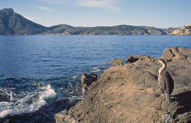 Corb marí ("Phalacrocorax aristotelis")