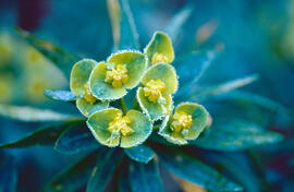Lletrera visquera ("Euphorbia characias")
