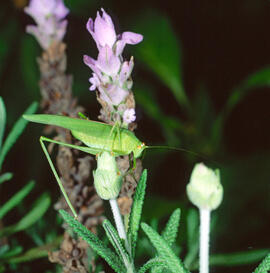 Lavanda ("Lavandula dentata")