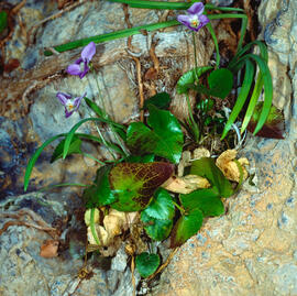 "Viola reichenbachiana"