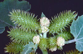 Llapassa, repalassa borda o bardana borda ("Xanthium strumarium")