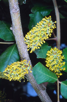 Flor de garrover ("Ceratonia siliqua")