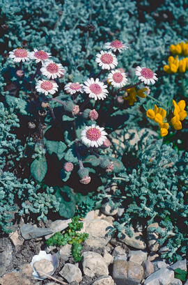Margalida ("Bellis perennis")