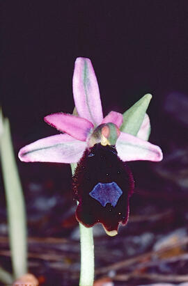 Orquídia ("Ophrys balearica")