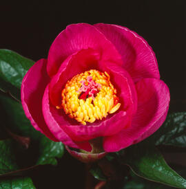 Ranuncle asiàtic ("Ranunculus asiaticus")