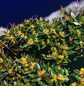 Boix comú ("Buxus sempervirens")