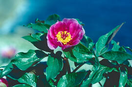 Peònia ("Paeonia mascula")
