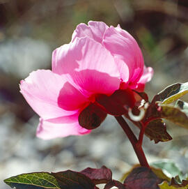 Peònia ("Paeonia mascula")