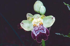 Mosca vermella ("Ophrys tenthredinifera")
