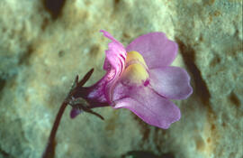 Picardia ("Cymbalaria muralis")