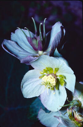 "Helleborus lividus"