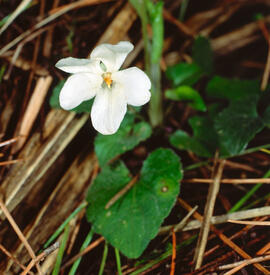 Viola ("Viola alba")