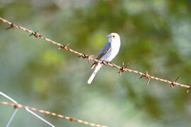 Picamosques ("Muscicapa striata")