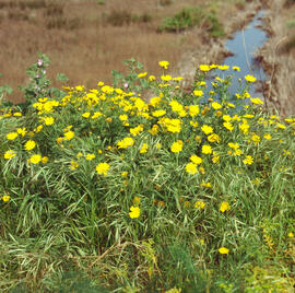 Margalides ("Chrysanthemum coronarium")