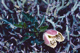 Coixinet de monja ("Teucrium balearicum")