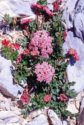 Antil.lis de muntanya ("Anthyllis montana")