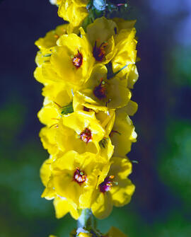 Fulla borruda ("Verbascum thapsus L.")