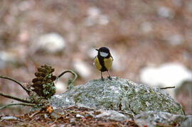 Ferrerito ("Parus major")