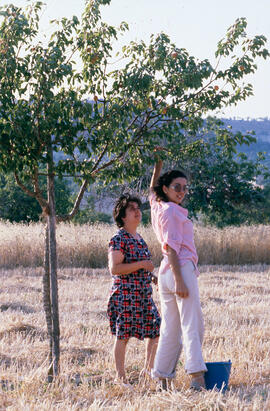 Recollint albercocs