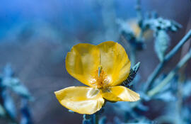Carxofera de prat ("Glaucium flavum")