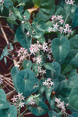 Corretjola blanca ("Cynanchum acutum")
