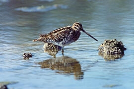 Cegall ("Gallinago gallinago")