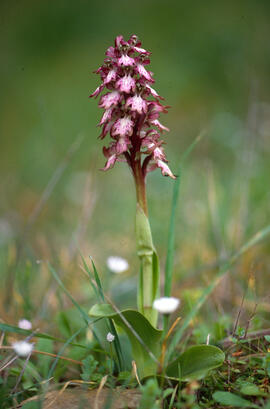 Mosques grosses ("Himantoglossum robertianum")