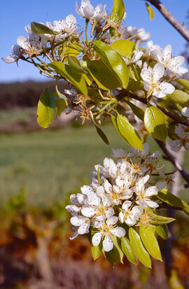 Ametller ("Prunus dulcis")