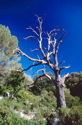 Pi ("Pinus halepensis")