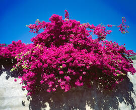 Buguenvíl·lea ("Bougainvillea glabra")