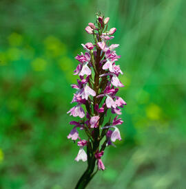 Orquídia ("Orchis mascula")