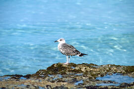 Gavina roja ("Larus audouinii")