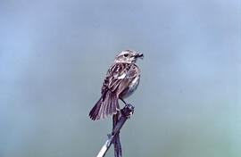 Sól·lera ("Emberiza calandra")