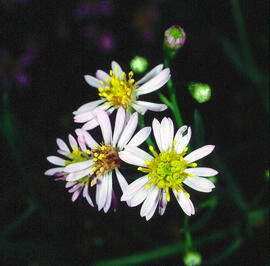Cabridella ("Tripolium pannonicum")