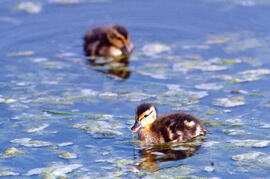 Collblau ("Anas platyrhynchos")