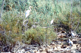 Grup d'agrons blancs ("Ardea alba")