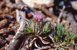 Enreixada ("Atractylis cancellata")