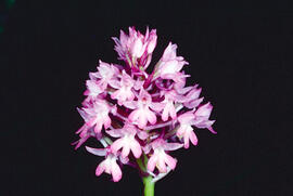 Orquídia piramidal ("Anacamptis pyramidalis")