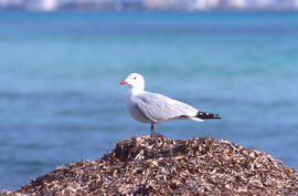 Gavina roja ("Larus audouinii")