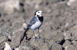 Xàtxero blanc ("Motacilla alba")