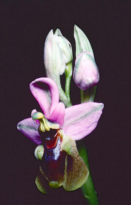 Mosca vermella ("Ophrys tenthredinifera")