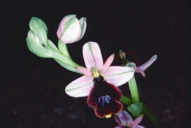 Orquídia ("Ophrys balearica")