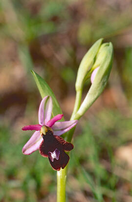 Orquídia ("Ophrys balearica")