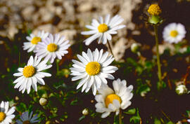 Margalida ("Bellis perennis")